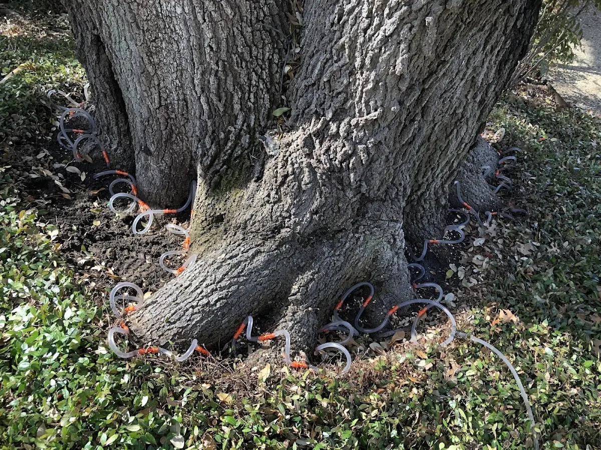 Detailed Tree Cabling and Bracing job site in Clintonville