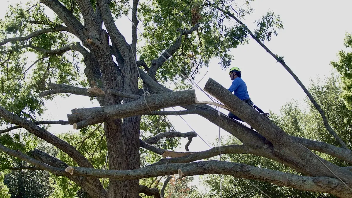 Professional Hazardous Tree Removal performed by certified arborists in Clintonville