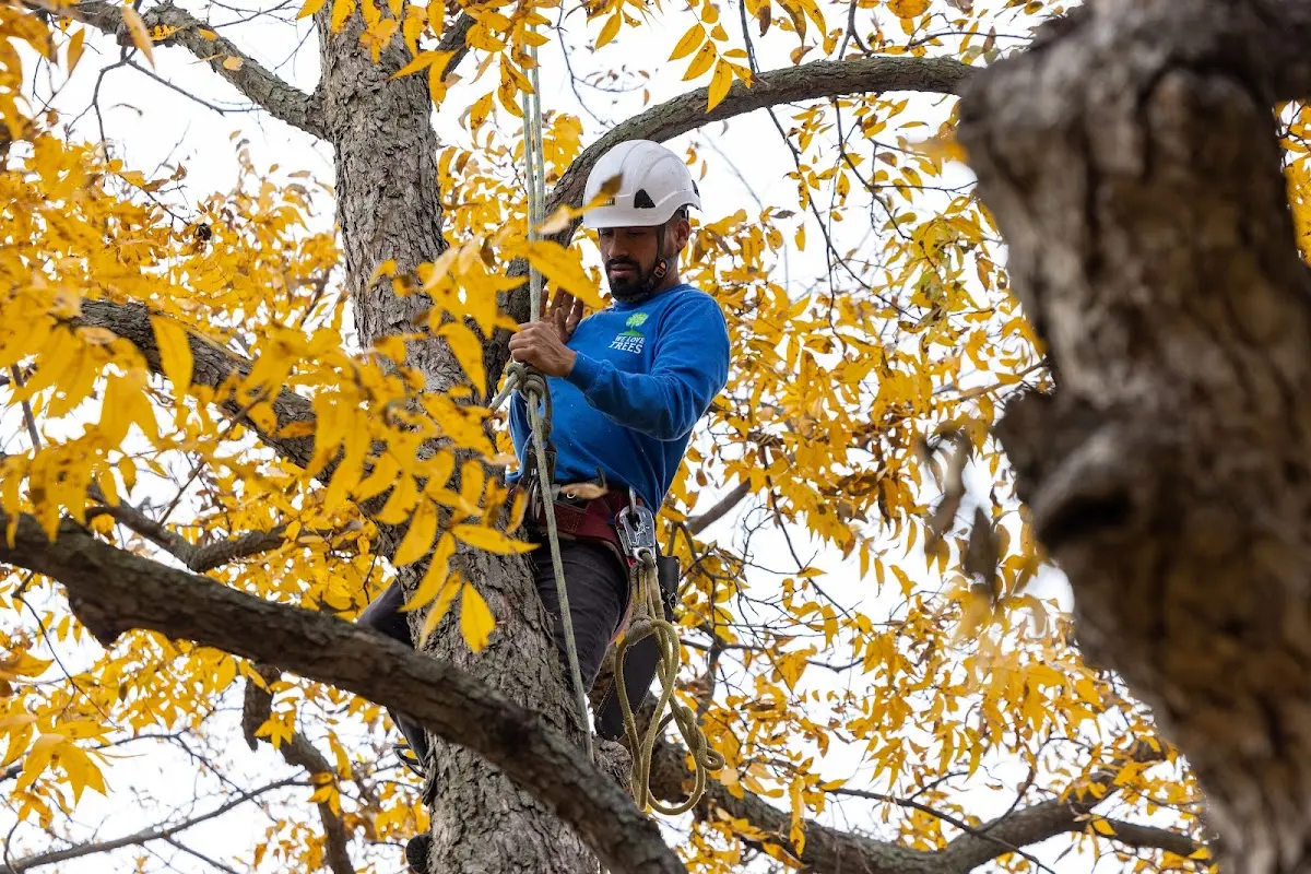 Skilled Tree Pruning crew working in Clintonville