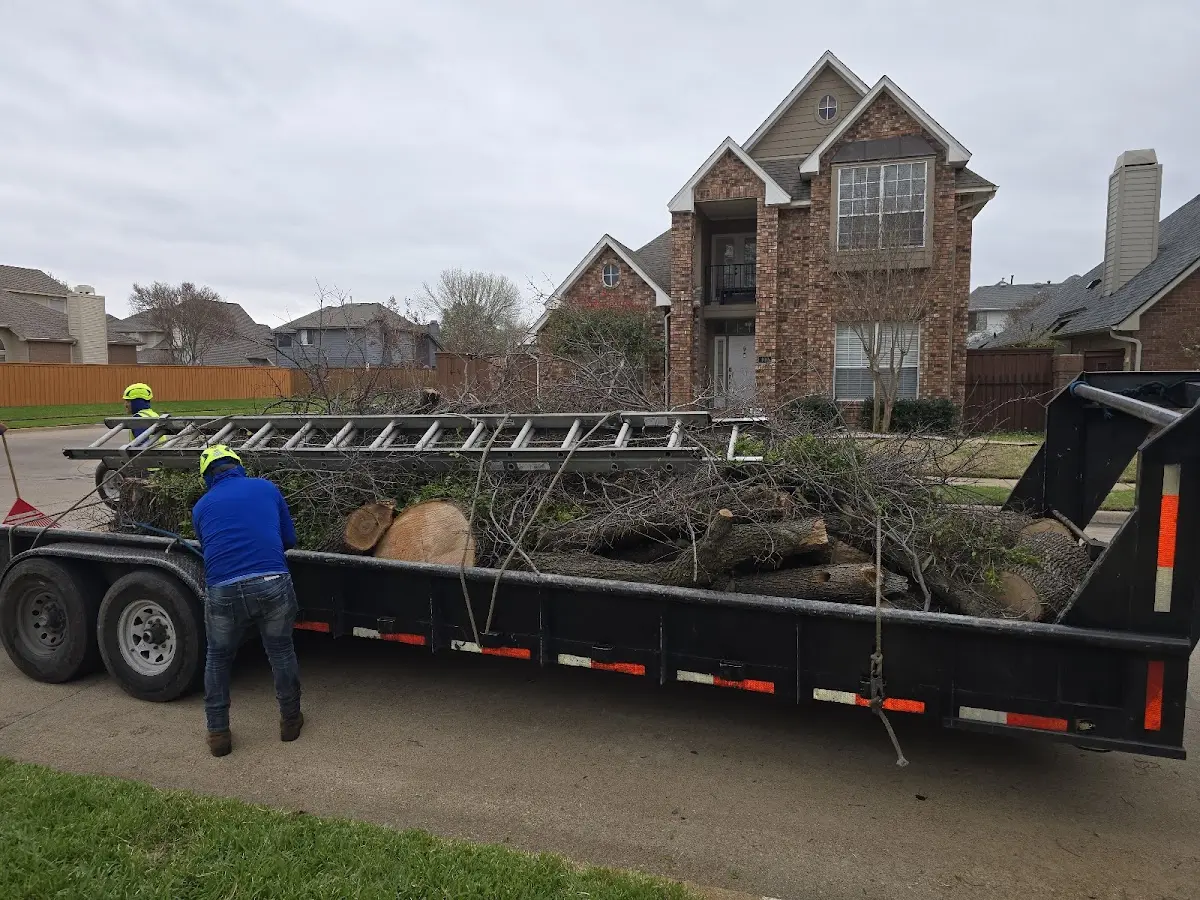 Expert Deadwooding with proper safety equipment in Clintonville